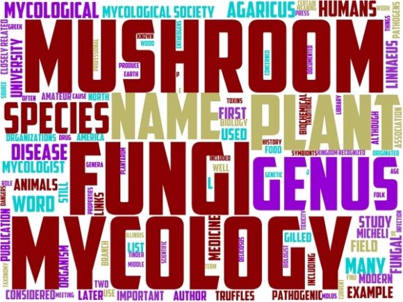 Mycology Wordart Sticker: A Hand-Drawn Bridge Between Nature, Design, and Everyday Creativity